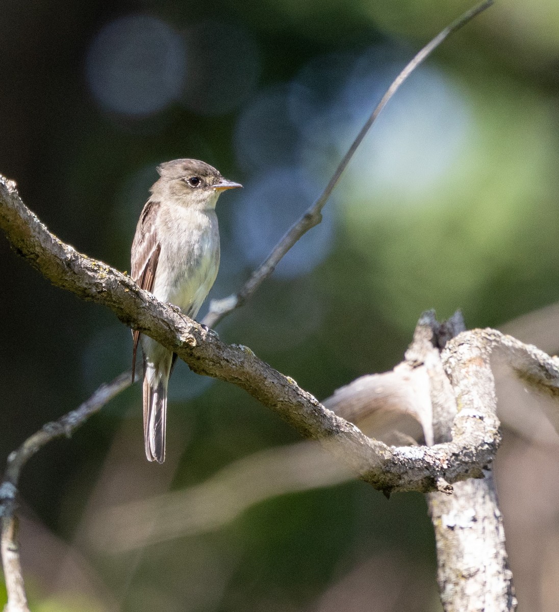 Eastern Wood-Pewee - Rich White