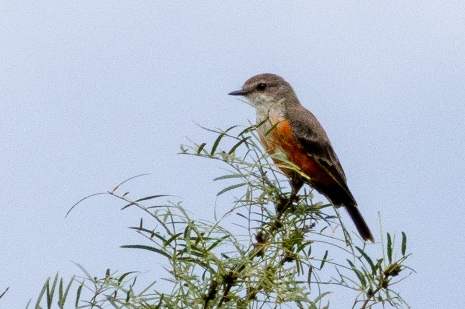 Vermilion Flycatcher - ML623271847