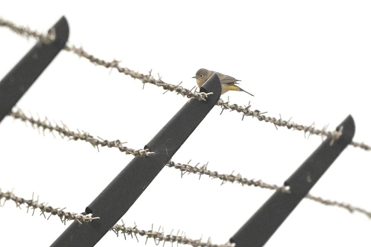 Virginia's Warbler - ML623271848