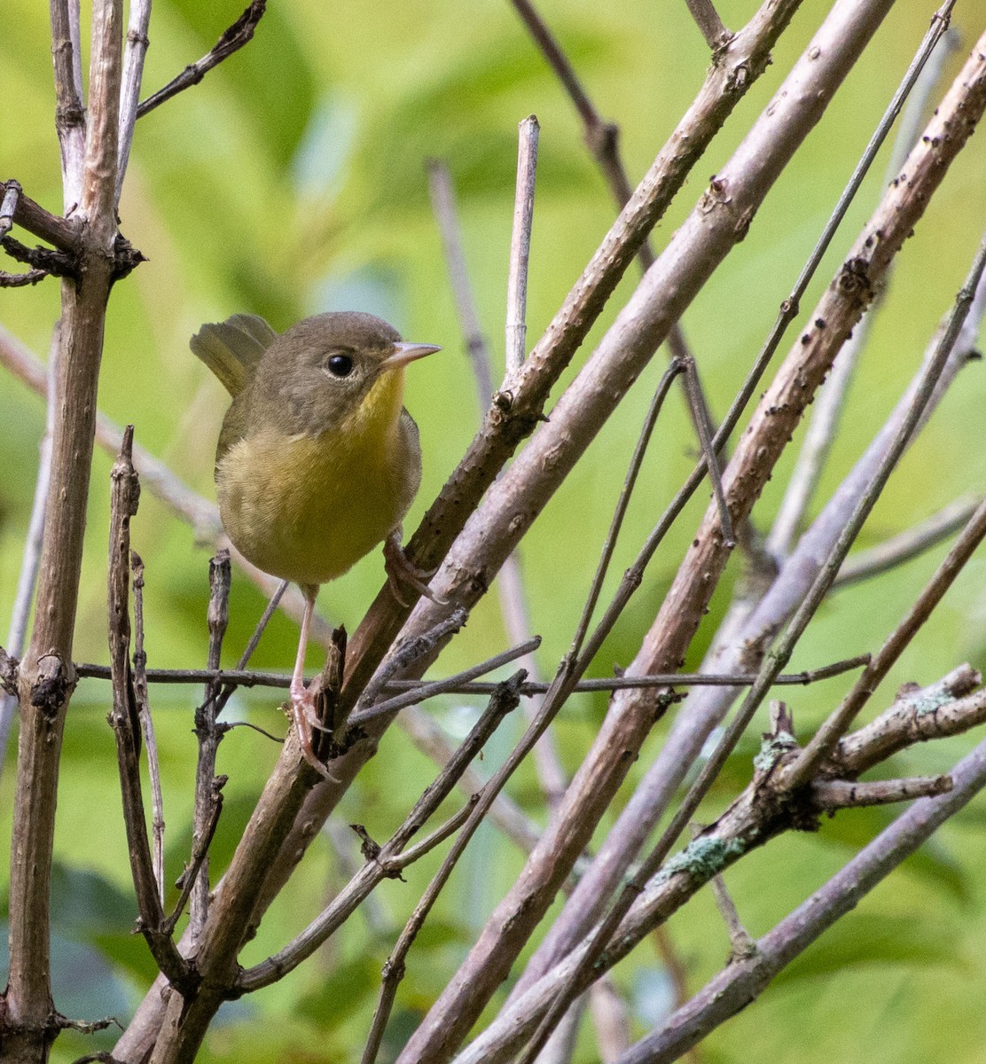 Common Yellowthroat - Rich White