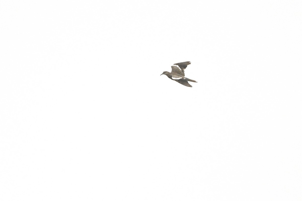 White-winged Dove - ML623271885