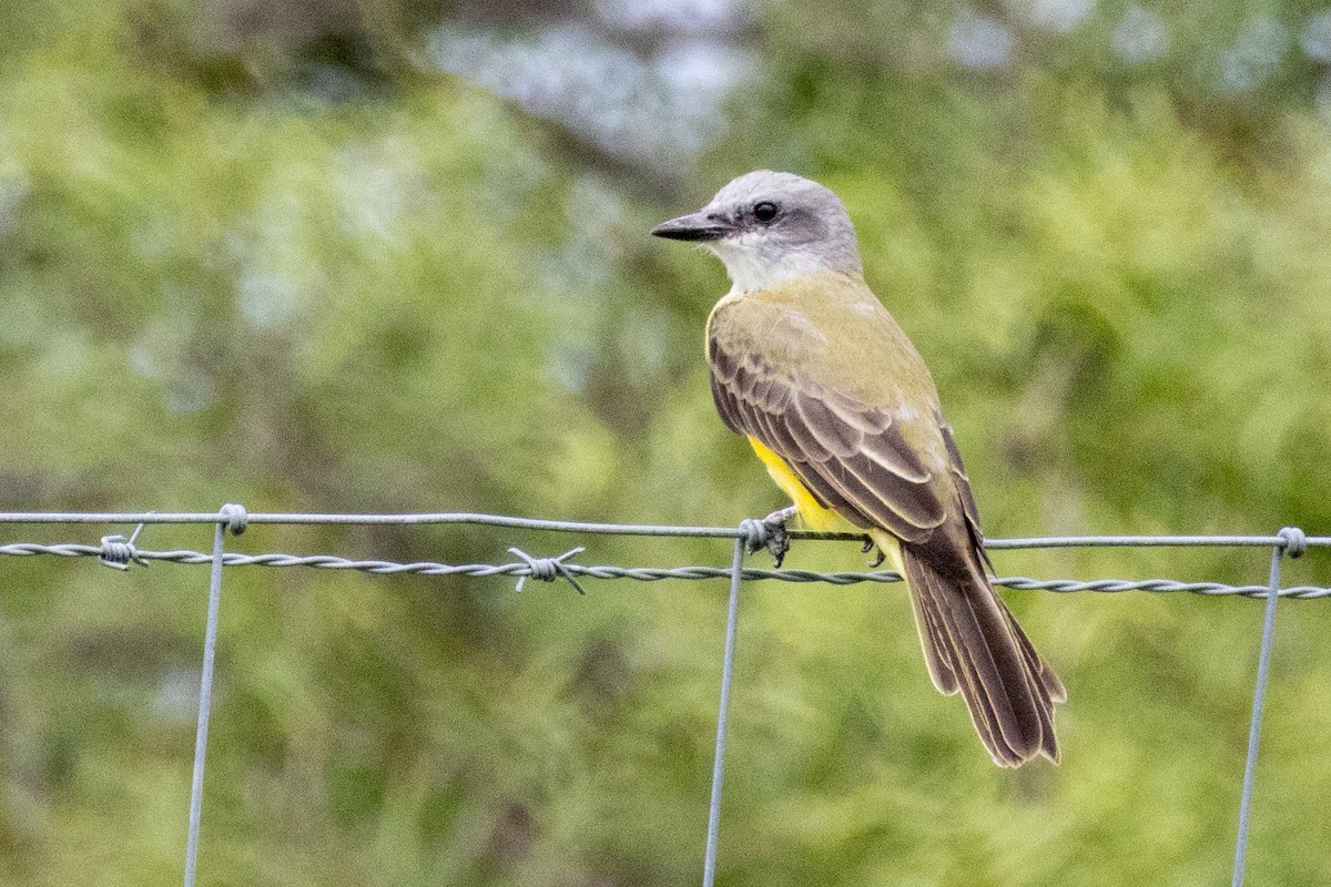 Couch's Kingbird - ML623271889