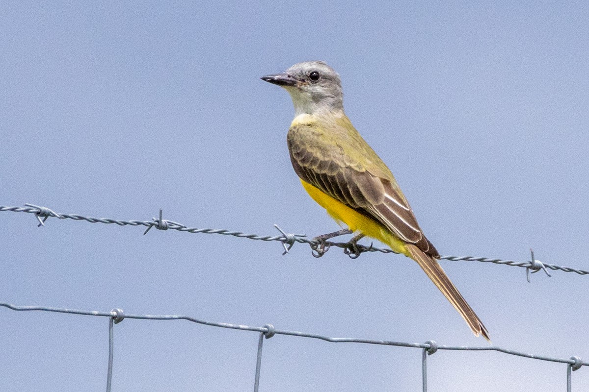 Couch's Kingbird - ML623271890