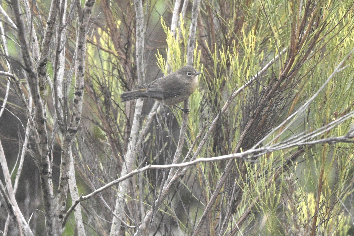 Virginia's Warbler - ML623271905