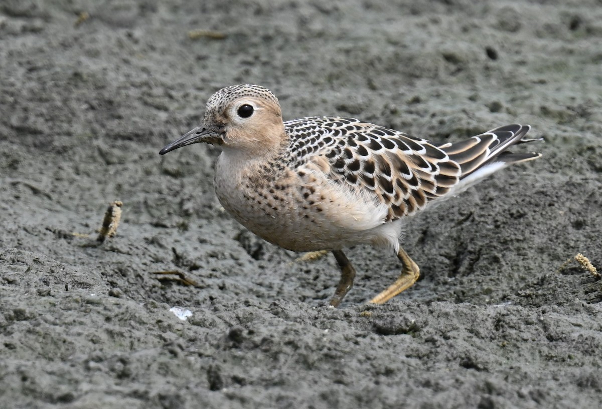 Buff-breasted Sandpiper - ML623271914