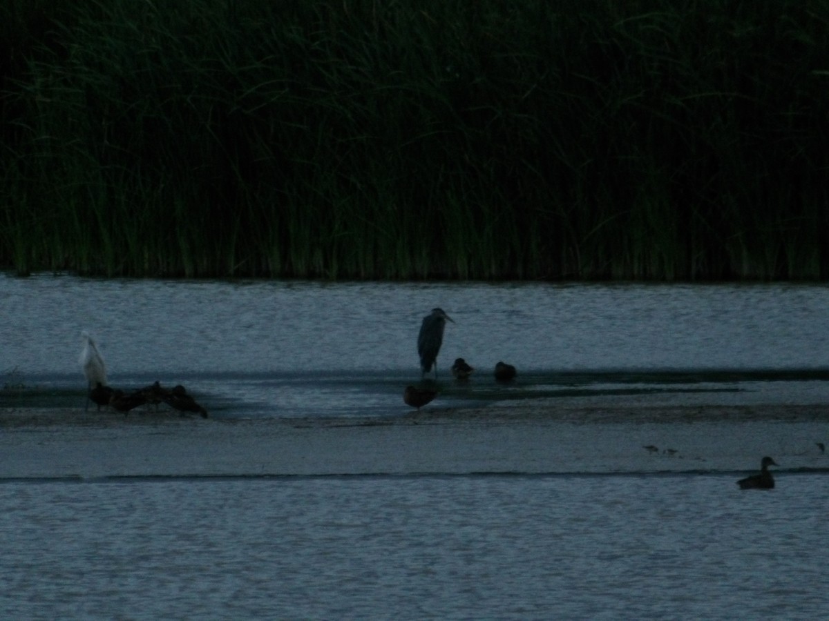 Great Blue Heron - Josh Emms