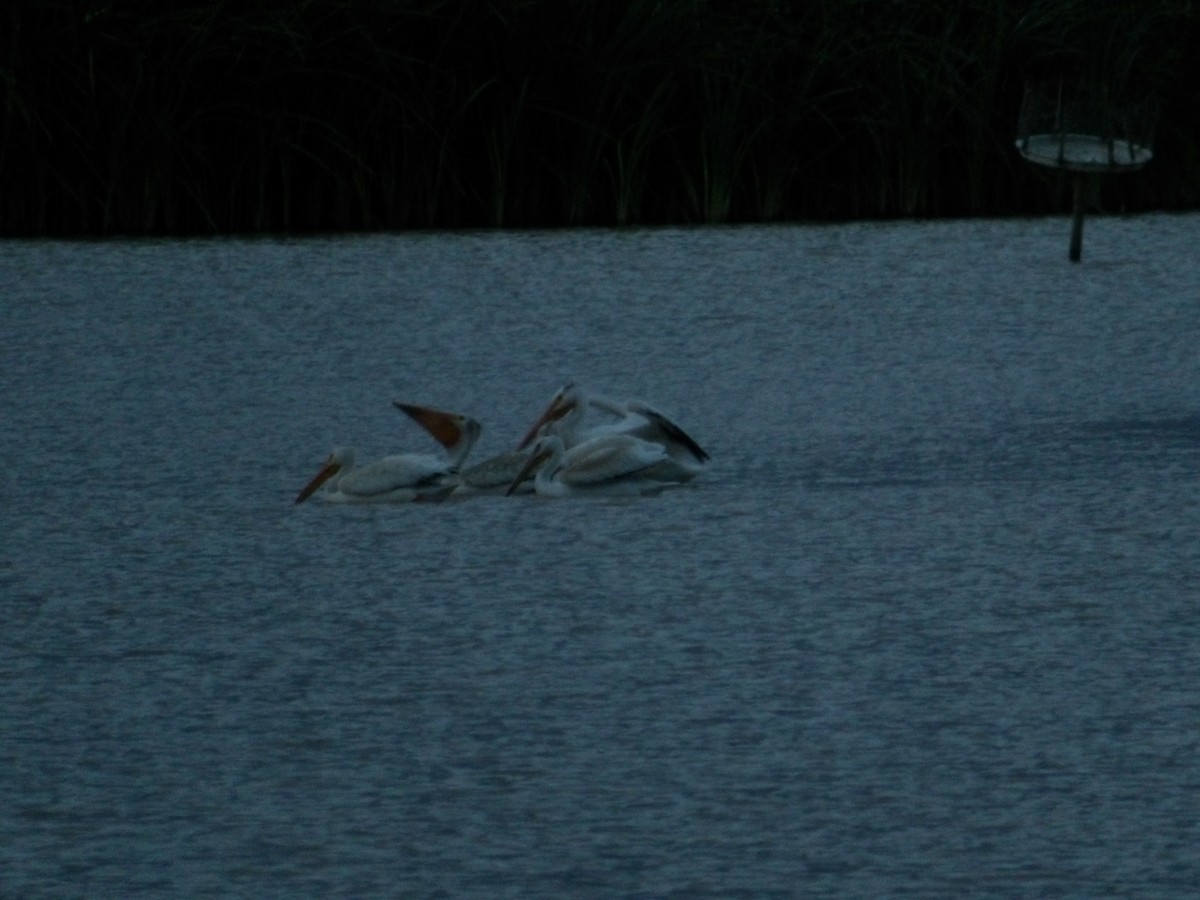 American White Pelican - ML623271948