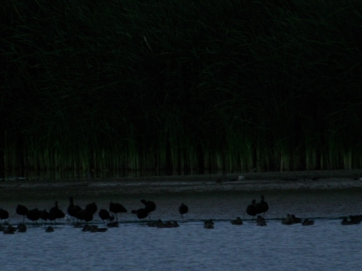 White-faced Ibis - ML623271963