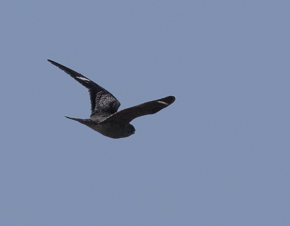 Common Nighthawk - ML623271981