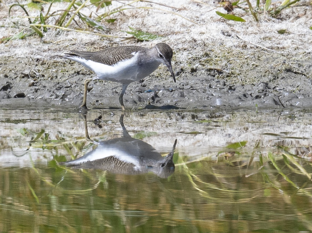 Drosseluferläufer - ML623271984