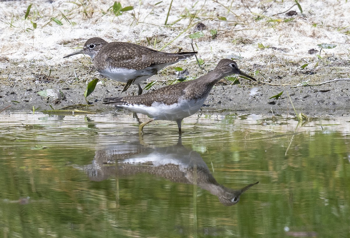 Einsiedelwasserläufer - ML623271986