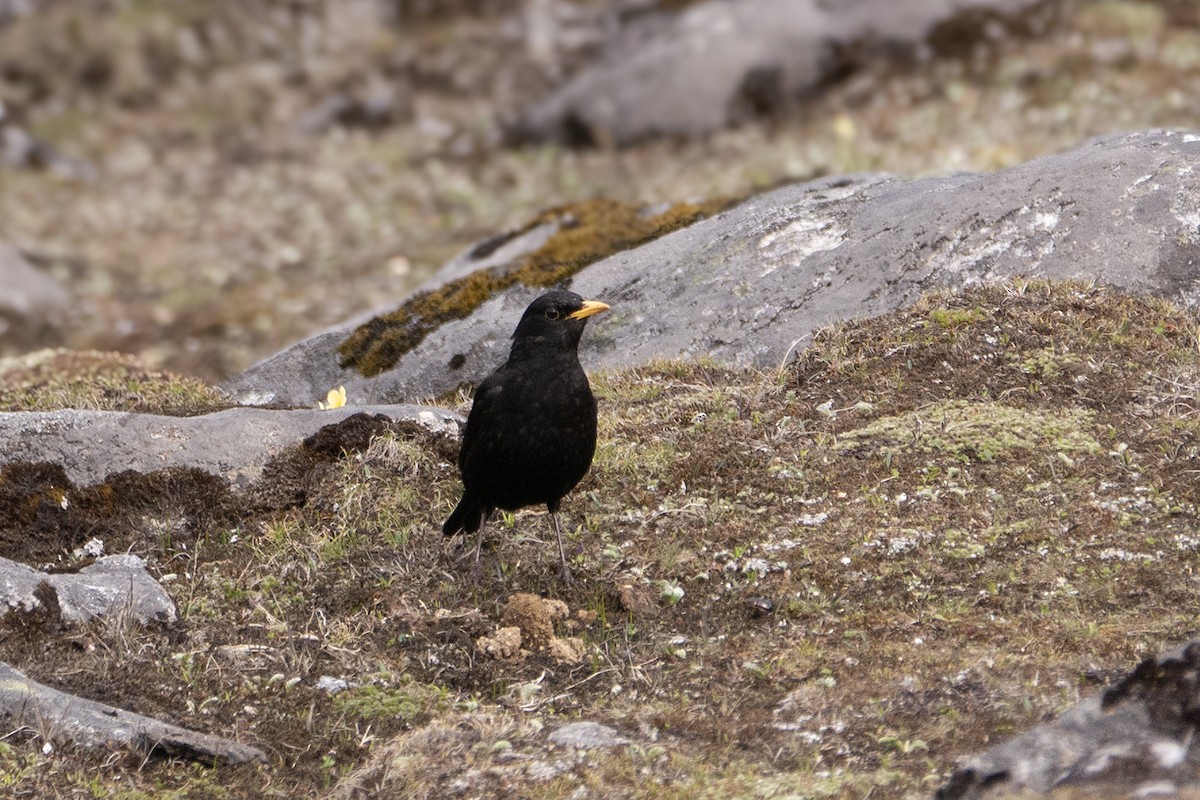 Tibetan Blackbird - ML623272018