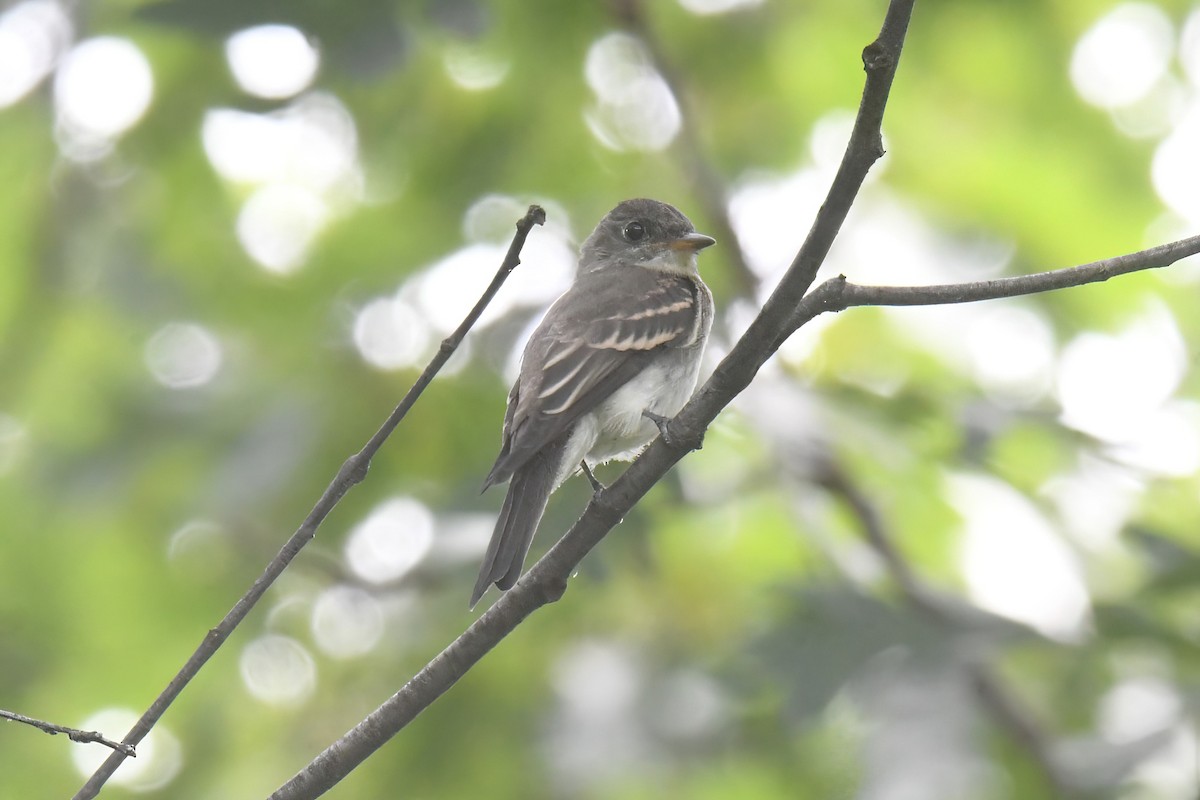 Eastern Wood-Pewee - ML623272023