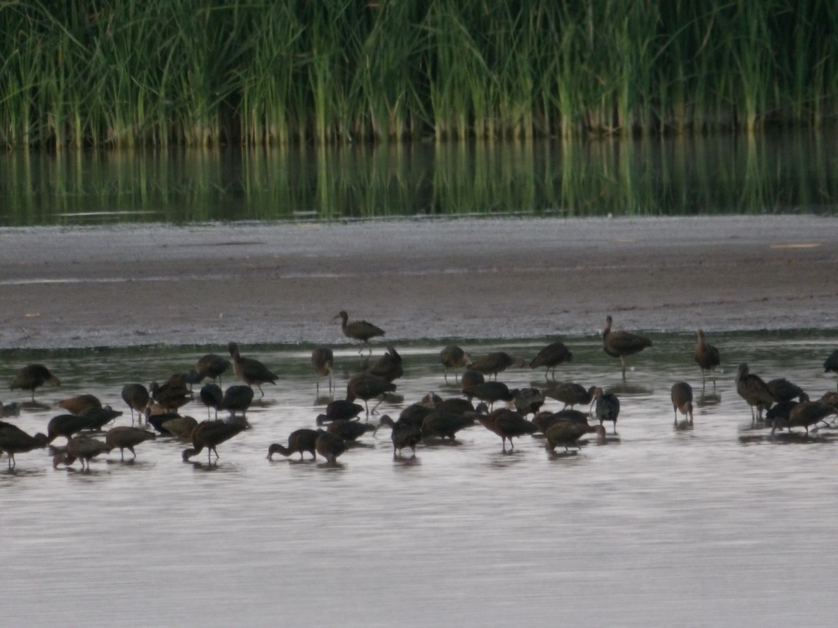 White-faced Ibis - ML623272105