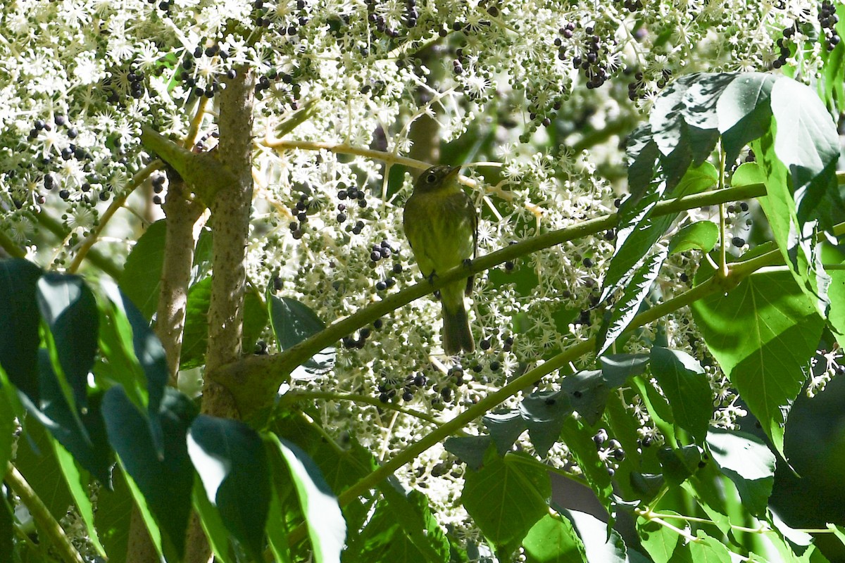 Yellow-bellied Flycatcher - ML623272126