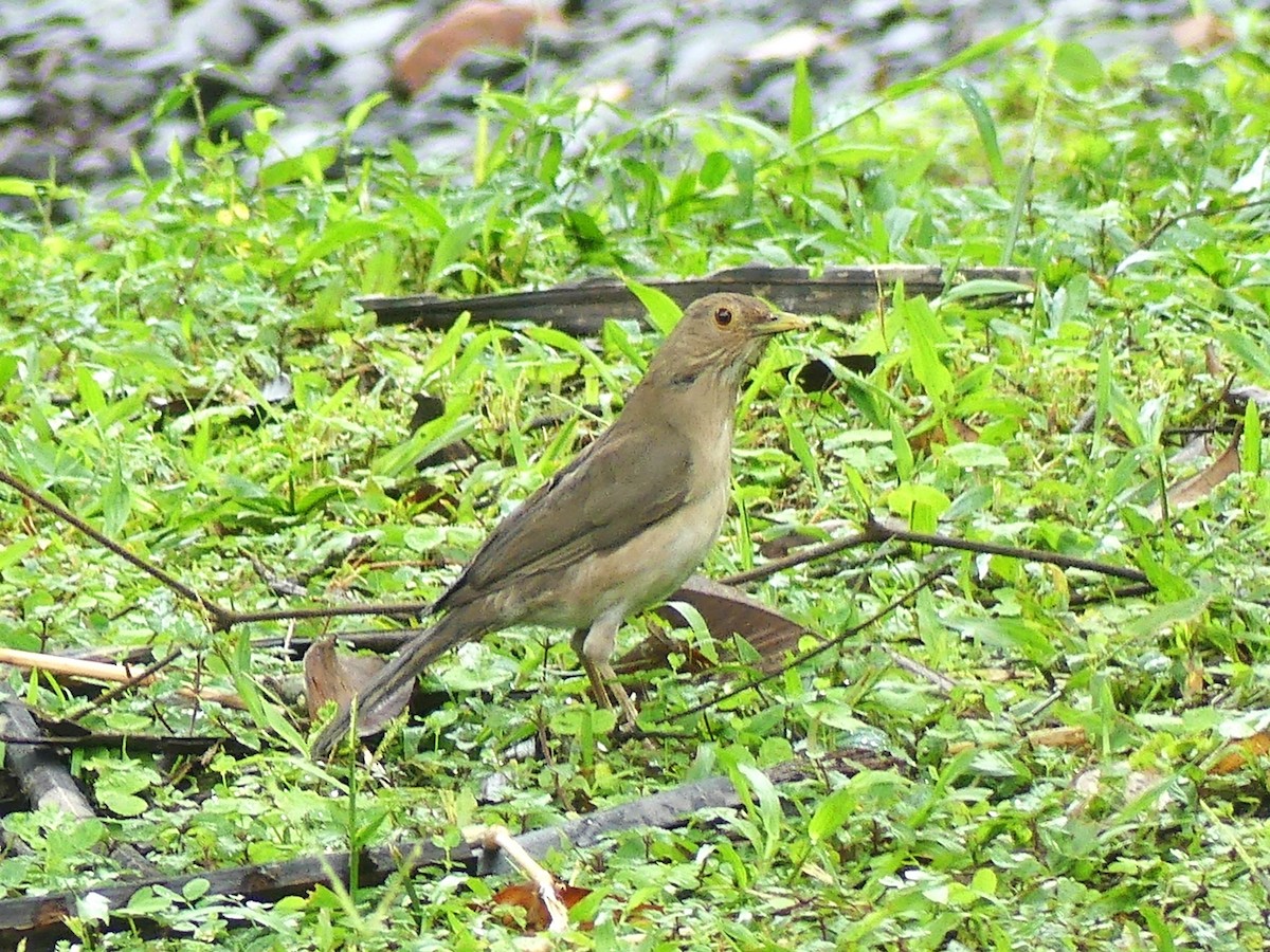 Ecuadorian Thrush - ML623272163