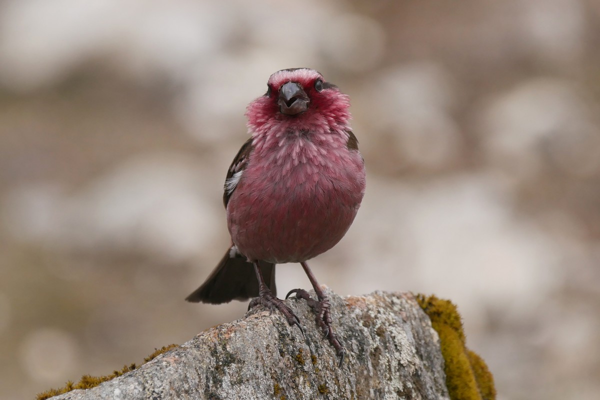 Himalayan White-browed Rosefinch - ML623272169