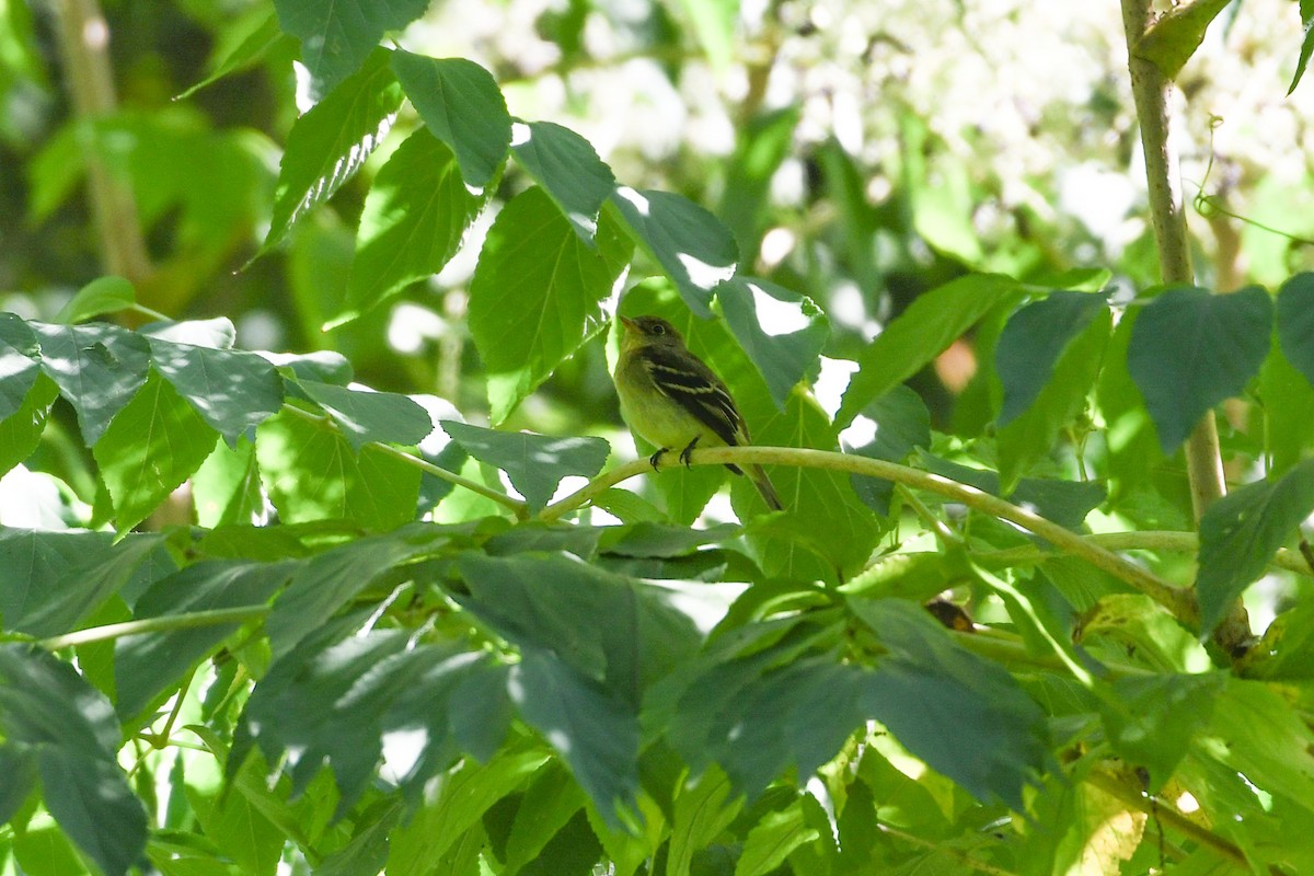 Yellow-bellied Flycatcher - ML623272175