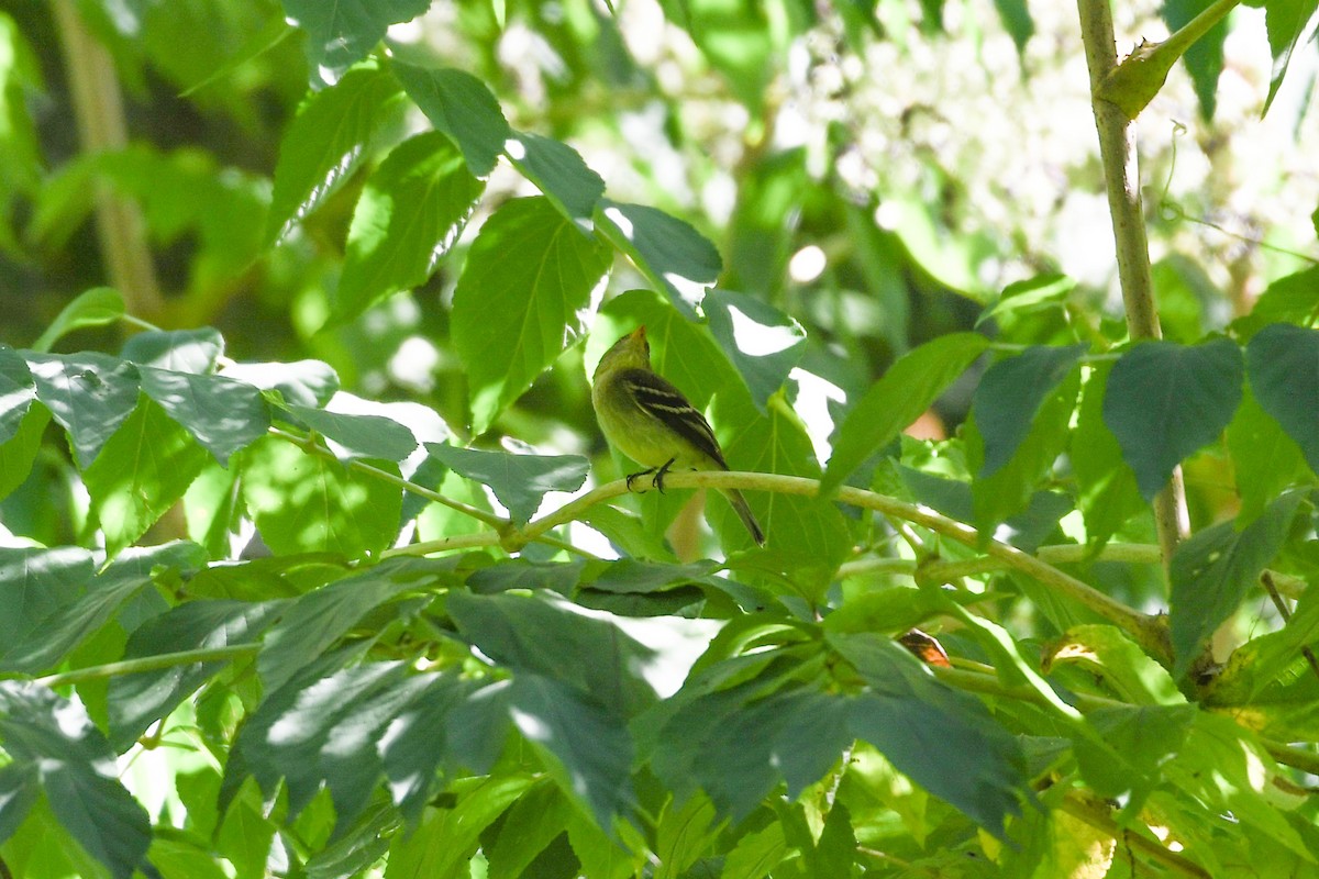 Yellow-bellied Flycatcher - ML623272176