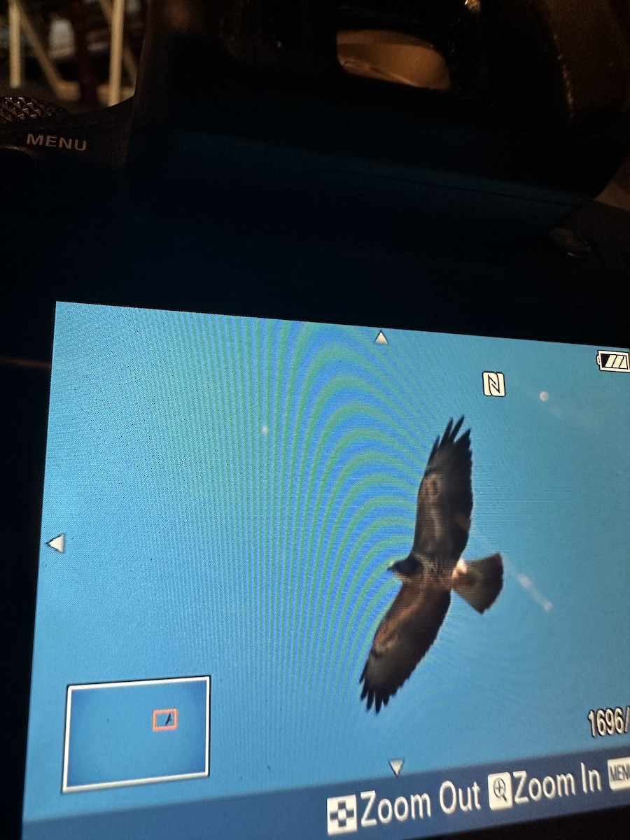 Swainson's Hawk - ML623272177