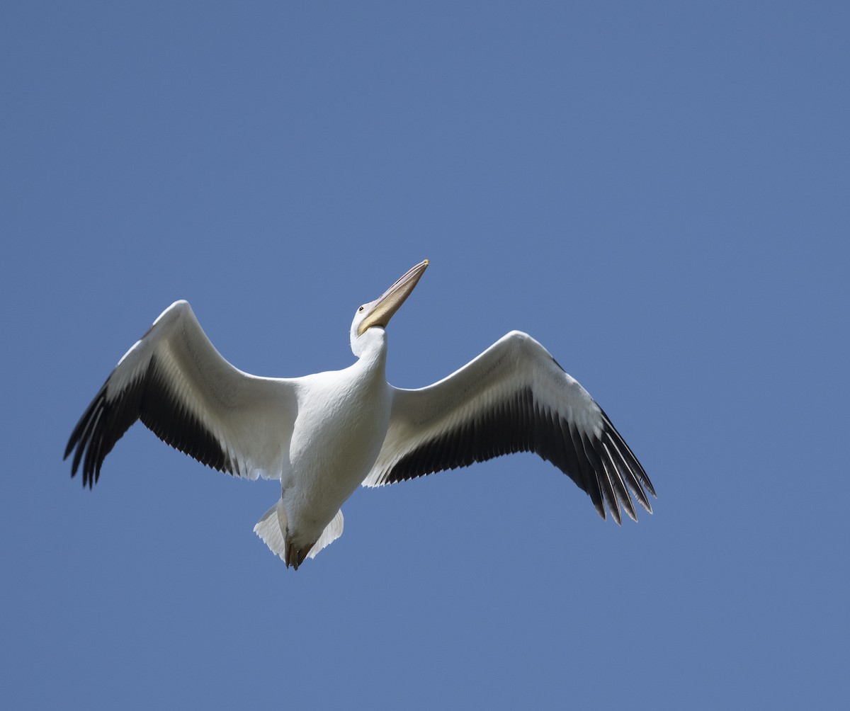 American White Pelican - ML623272178