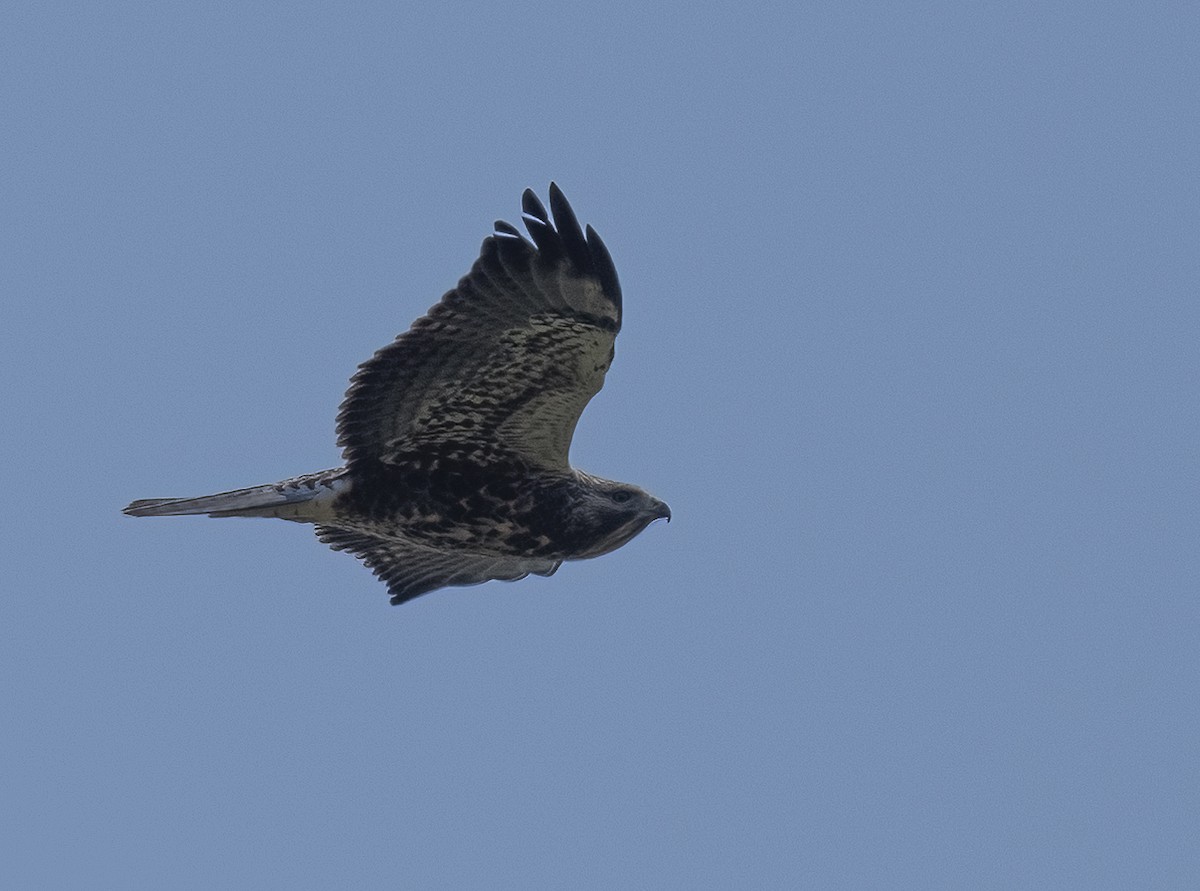 Swainson's Hawk - ML623272180