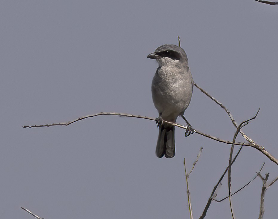 Loggerhead Shrike - ML623272182