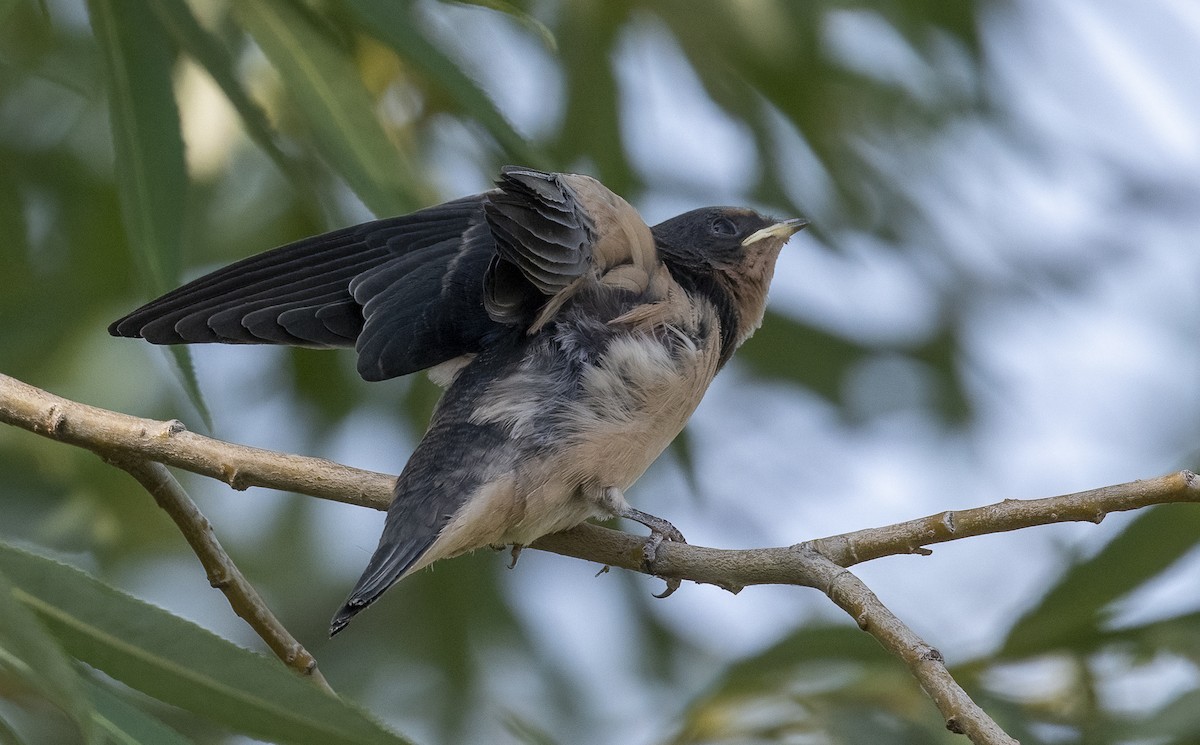 Barn Swallow - ML623272185