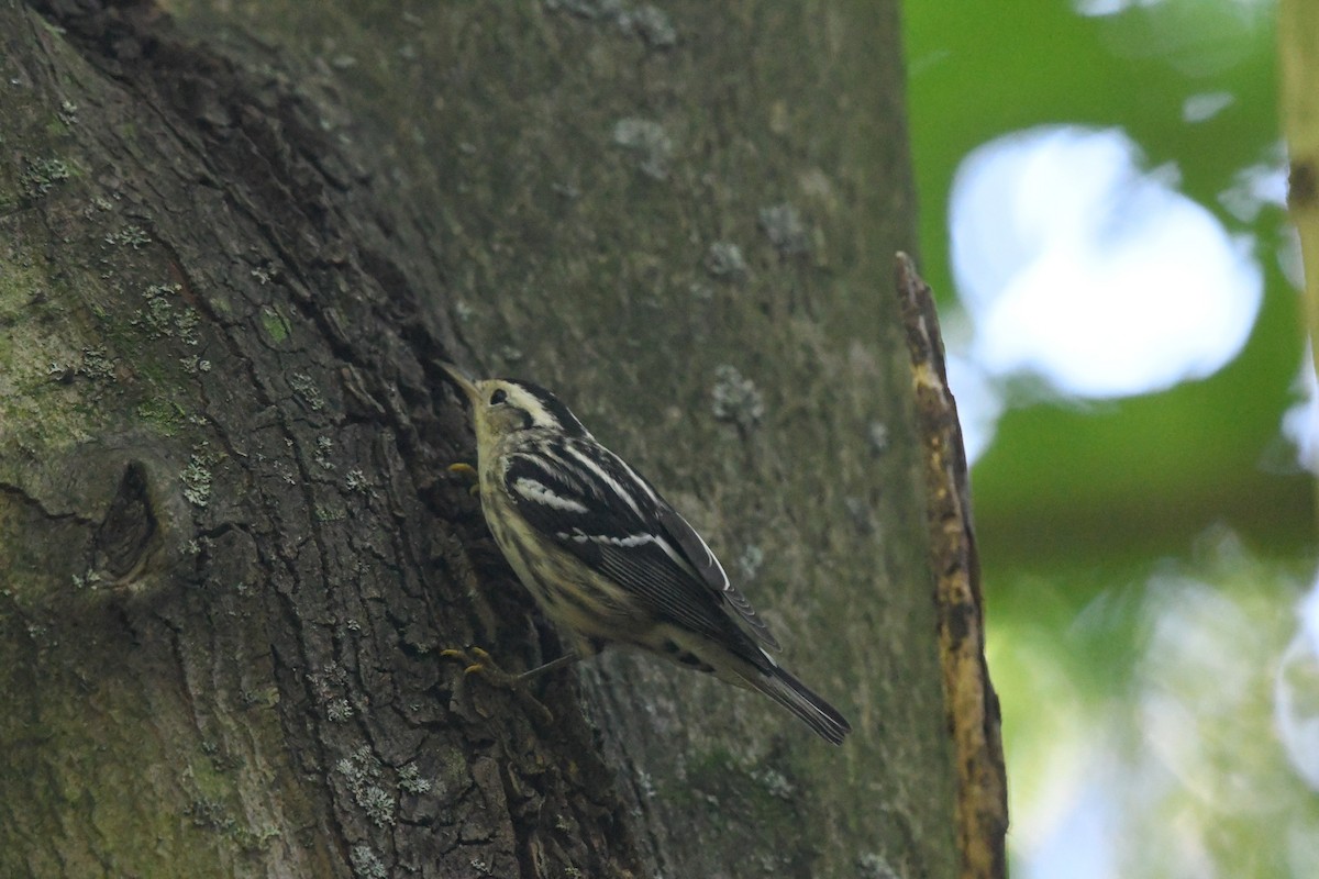 Black-and-white Warbler - ML623272186