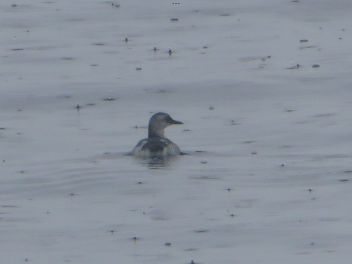 Pigeon Guillemot - ML623272190