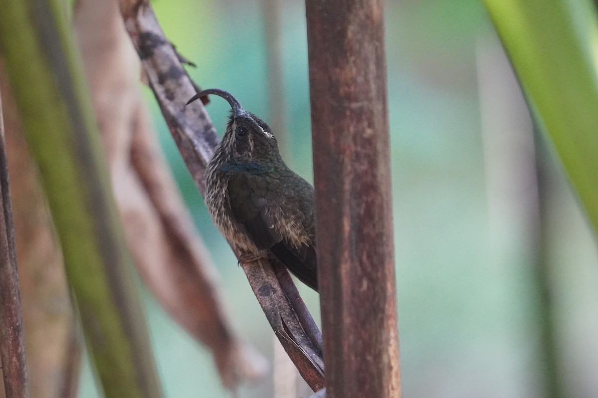 Buff-tailed Sicklebill - ML623272341