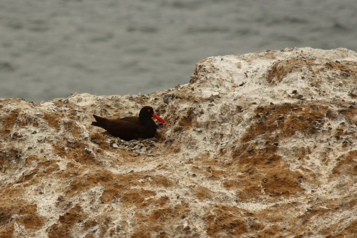 Black Oystercatcher - ML623272343