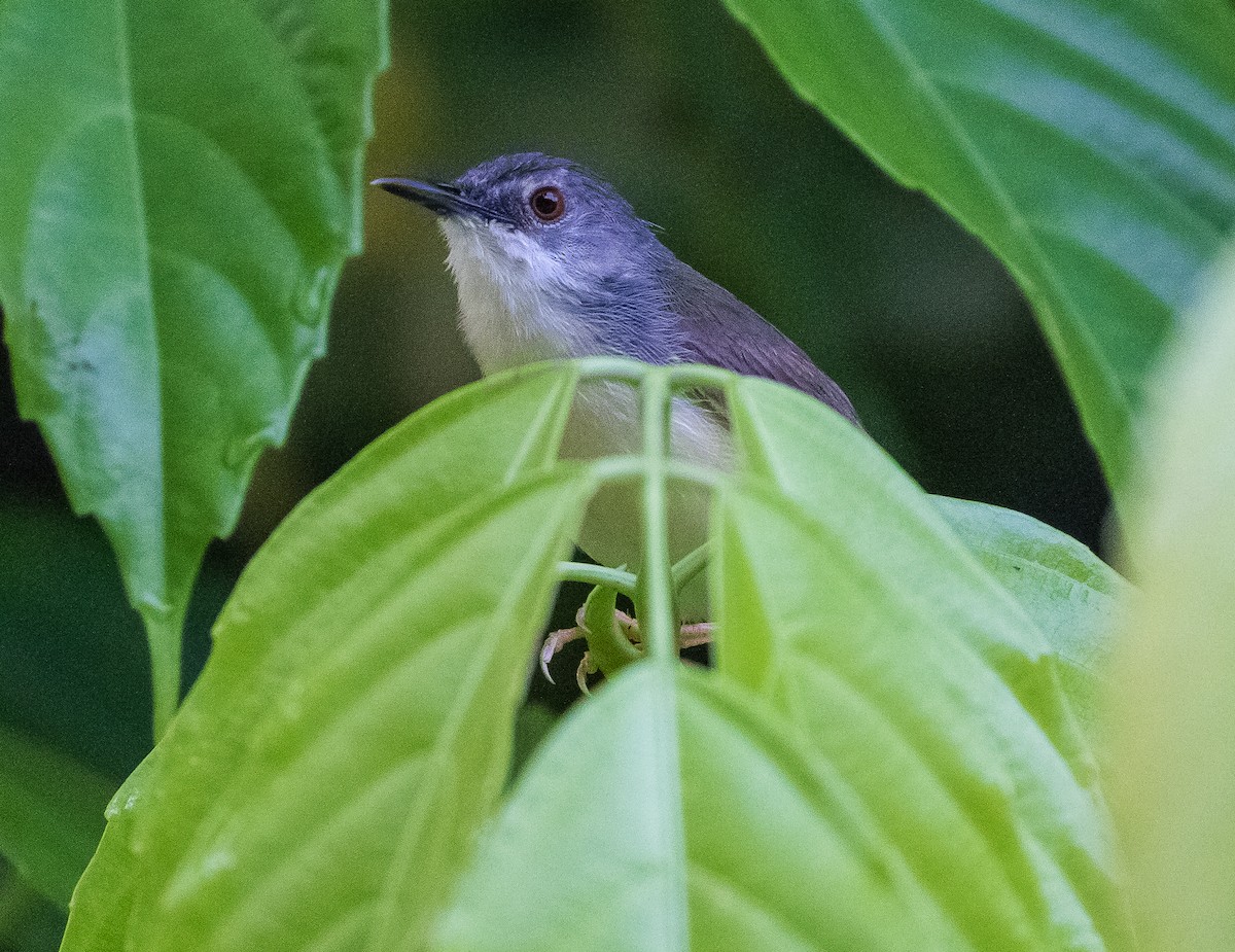 Yellow-bellied Prinia - ML623272401