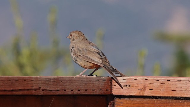 California Towhee - ML623272410