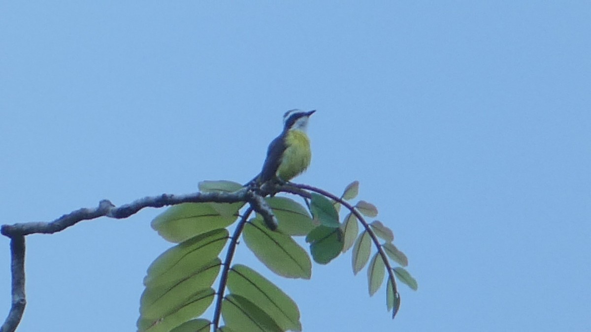 White-ringed Flycatcher - ML623272417