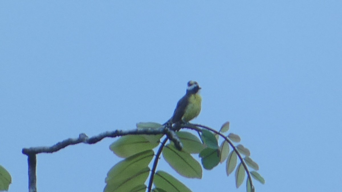 White-ringed Flycatcher - ML623272418