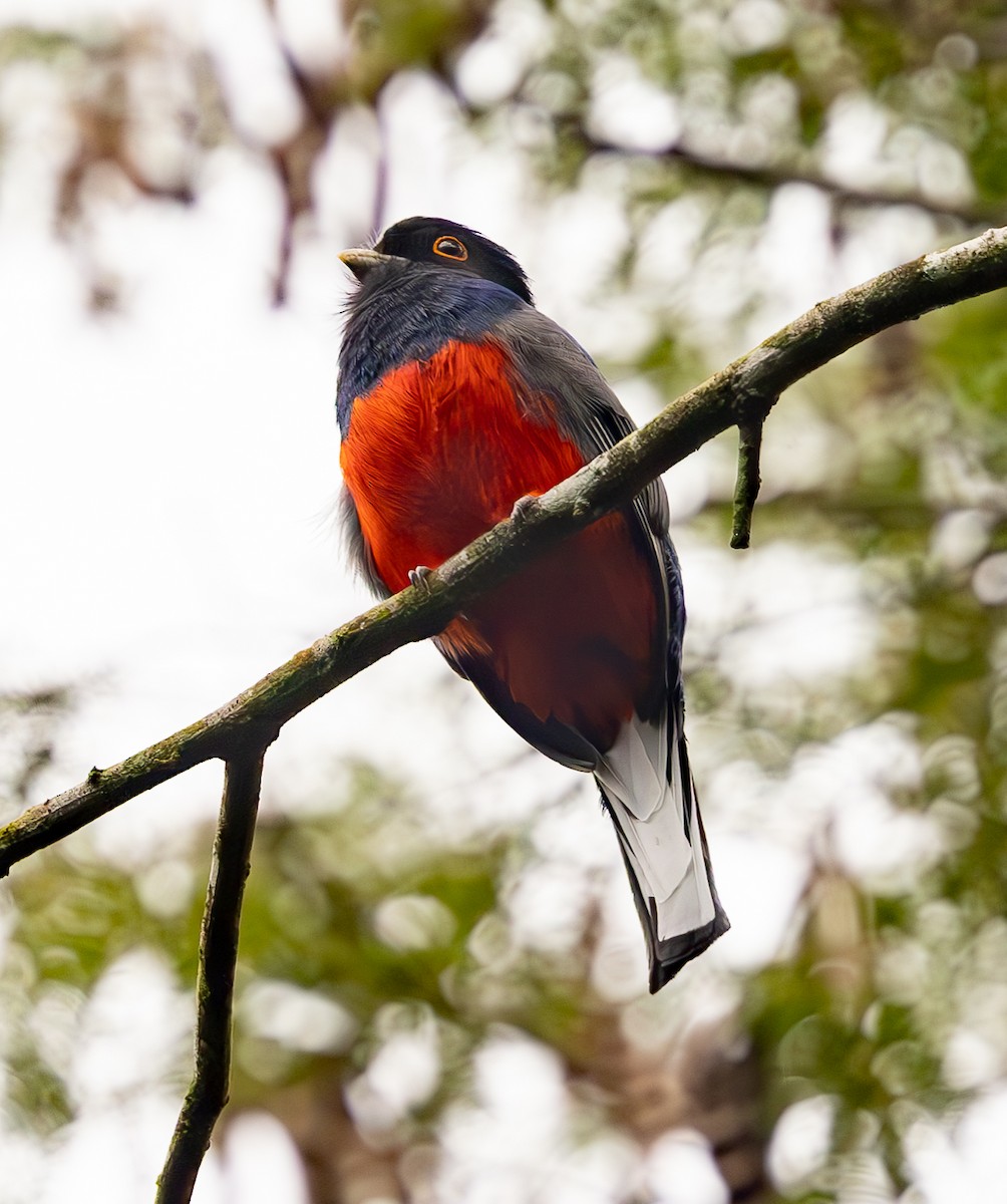 Surucua Trogon (Red-bellied) - ML623272422