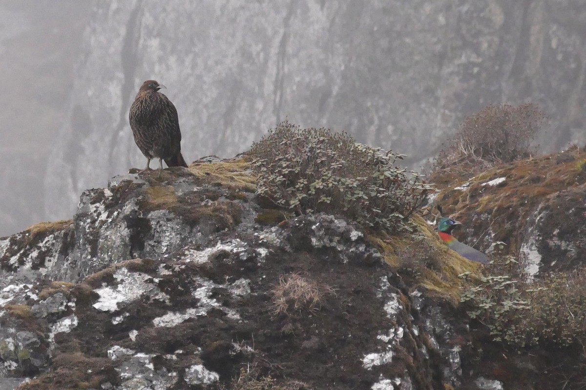 Himalayan Monal - ML623272437