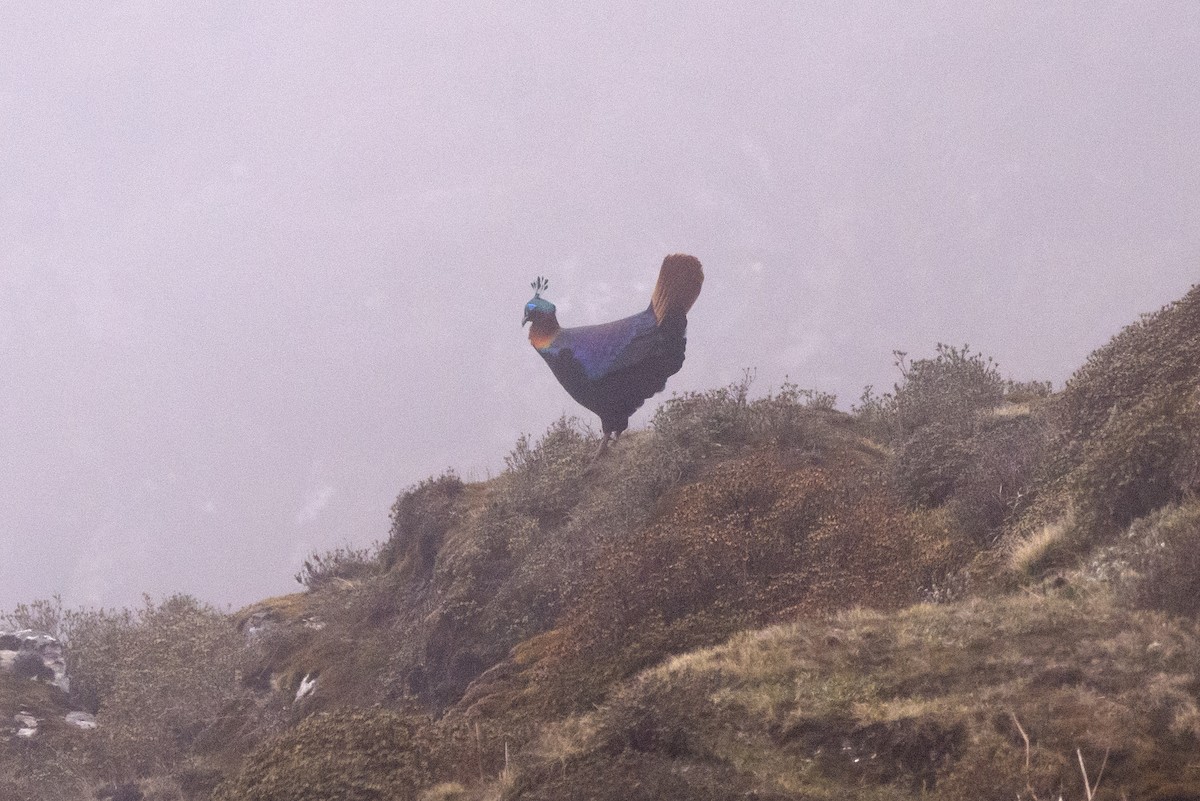 Himalayan Monal - ML623272438