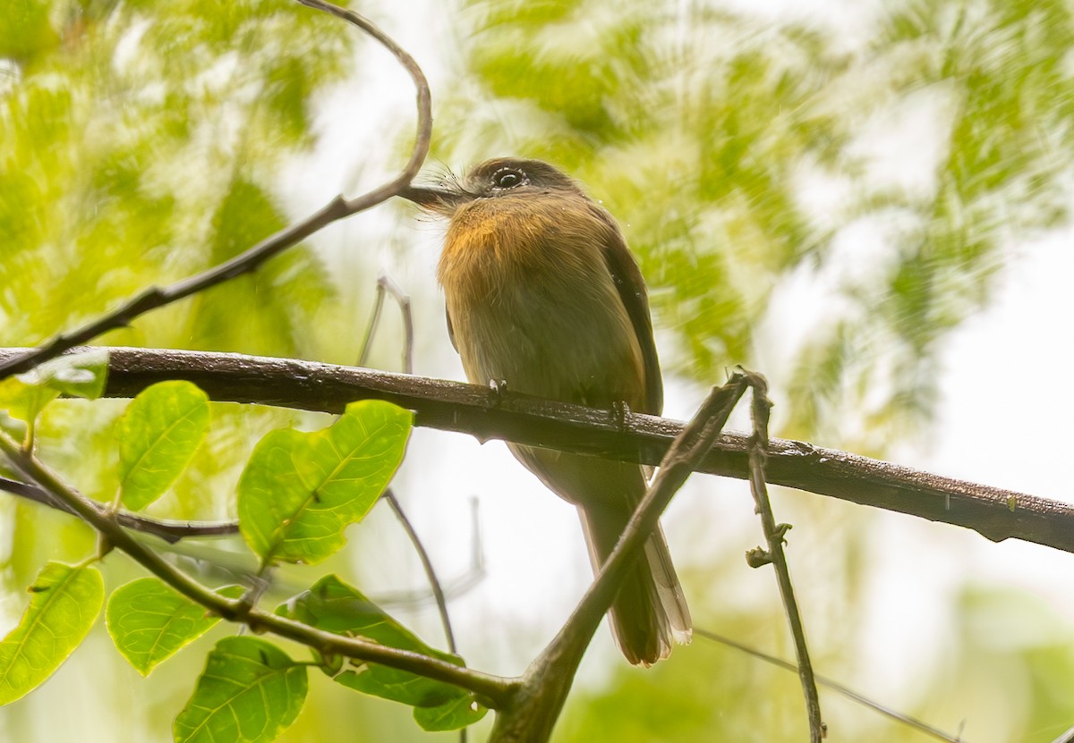 Rusty-breasted Nunlet - ML623272452