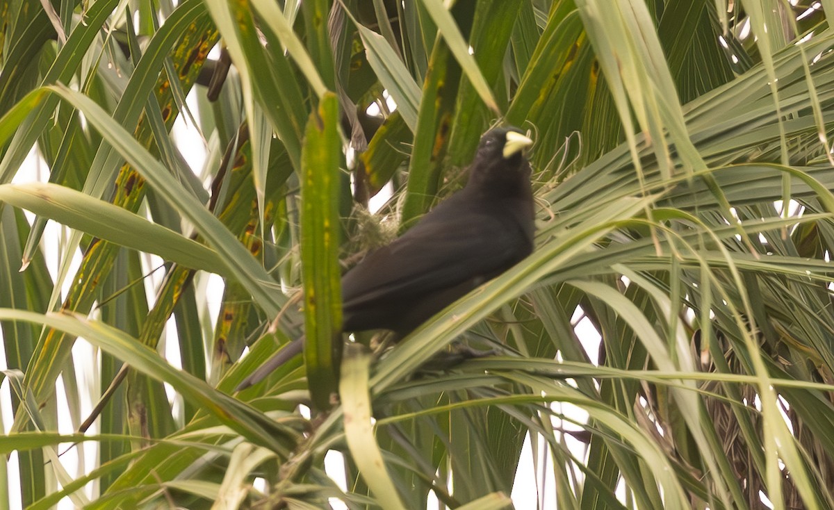 Red-rumped Cacique - ML623272488