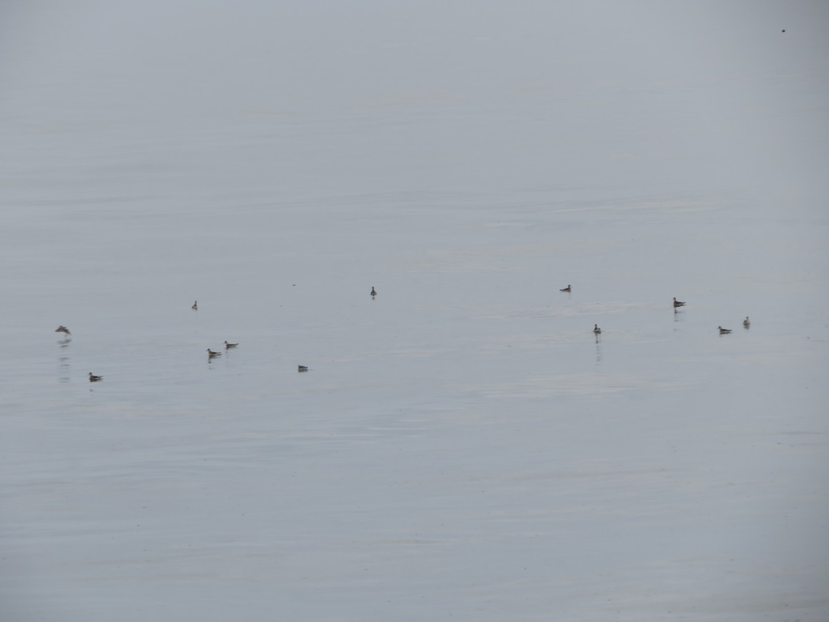 Red-necked Phalarope - ML623272501
