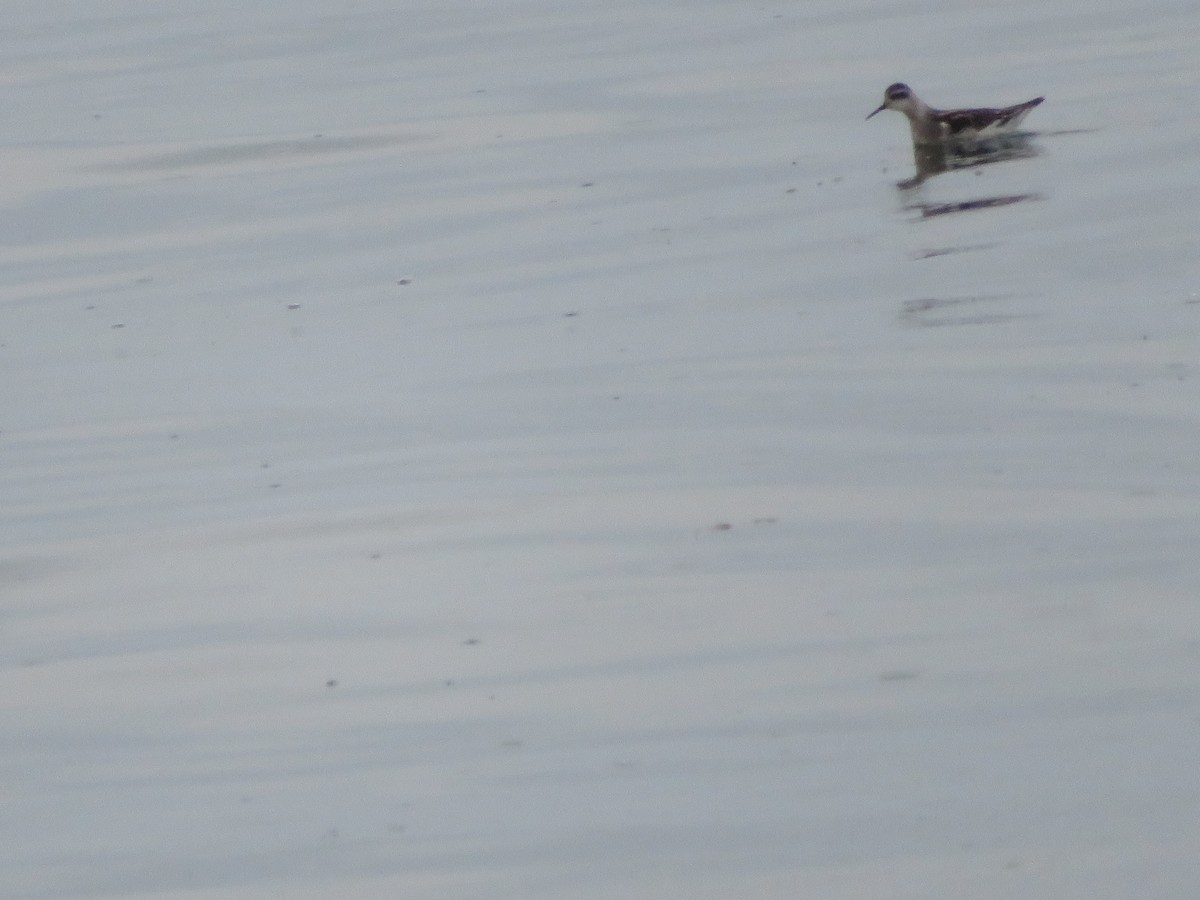 Red-necked Phalarope - ML623272502