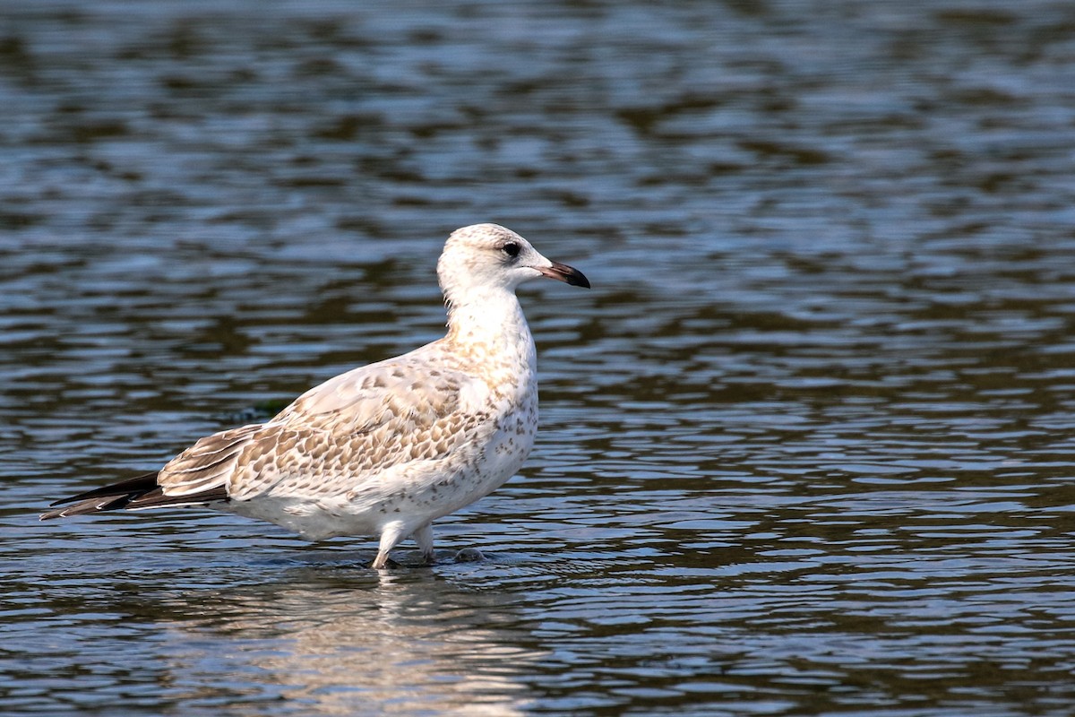 Ring-billed Gull - ML623272518