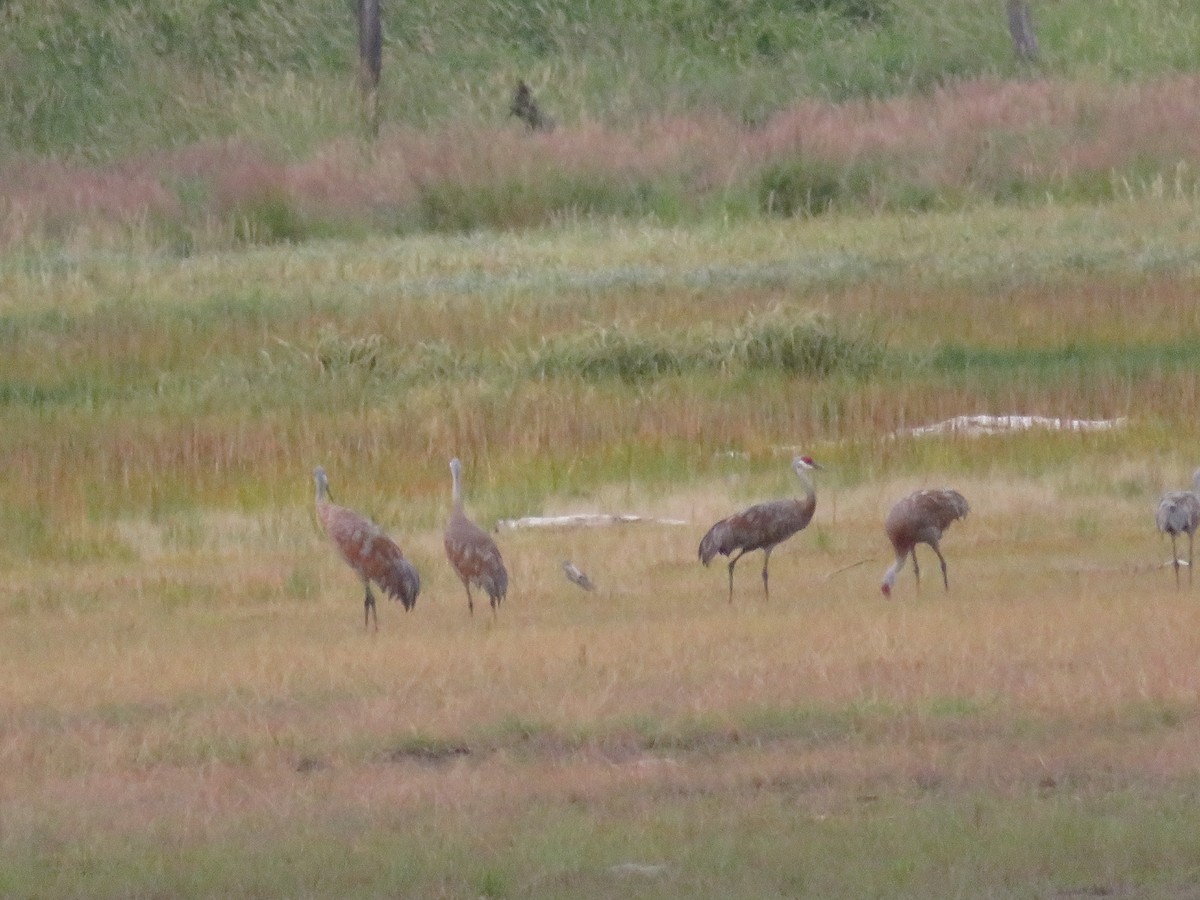 Sandhill Crane - ML623272547