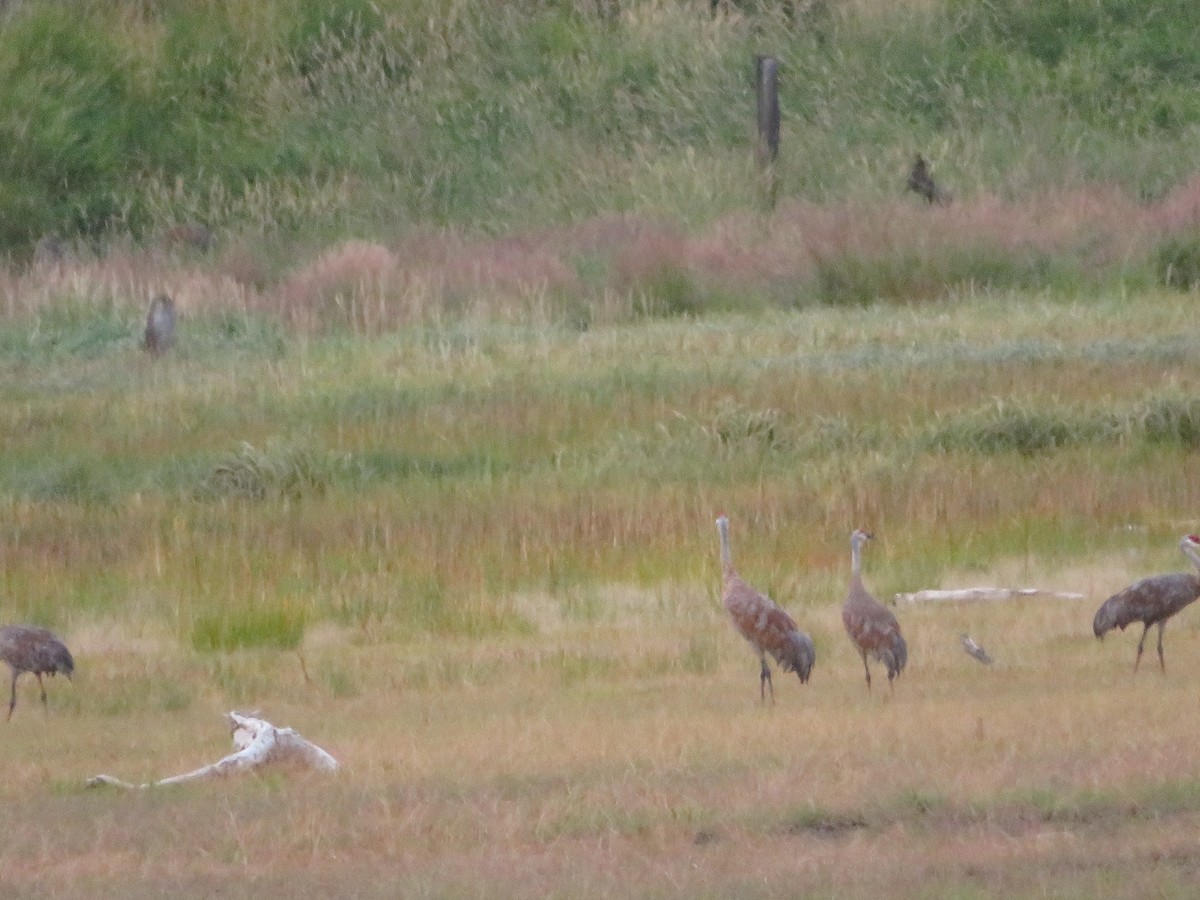 Sandhill Crane - ML623272549