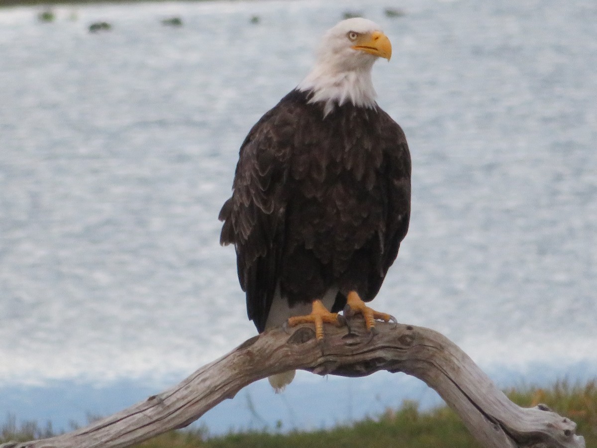 Bald Eagle - ML623272567