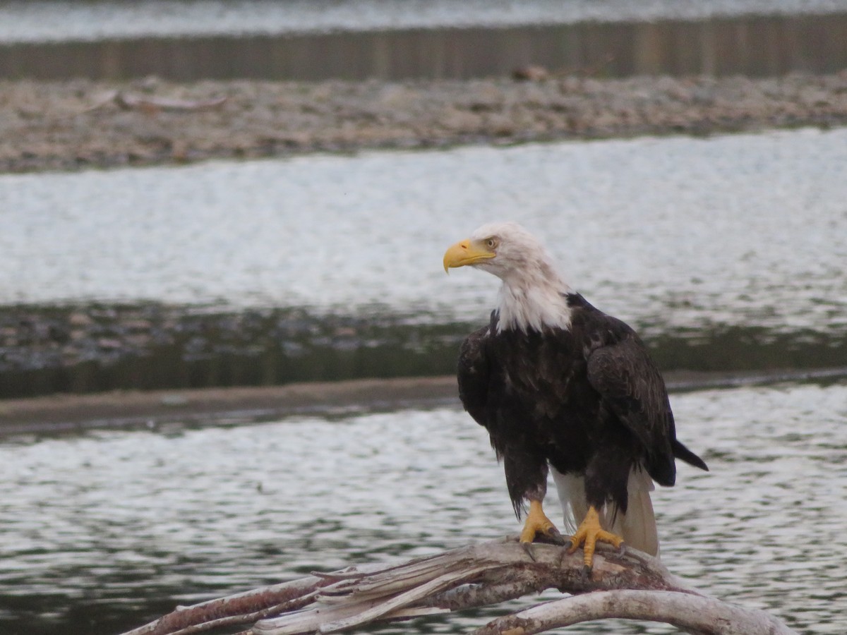 Bald Eagle - ML623272568