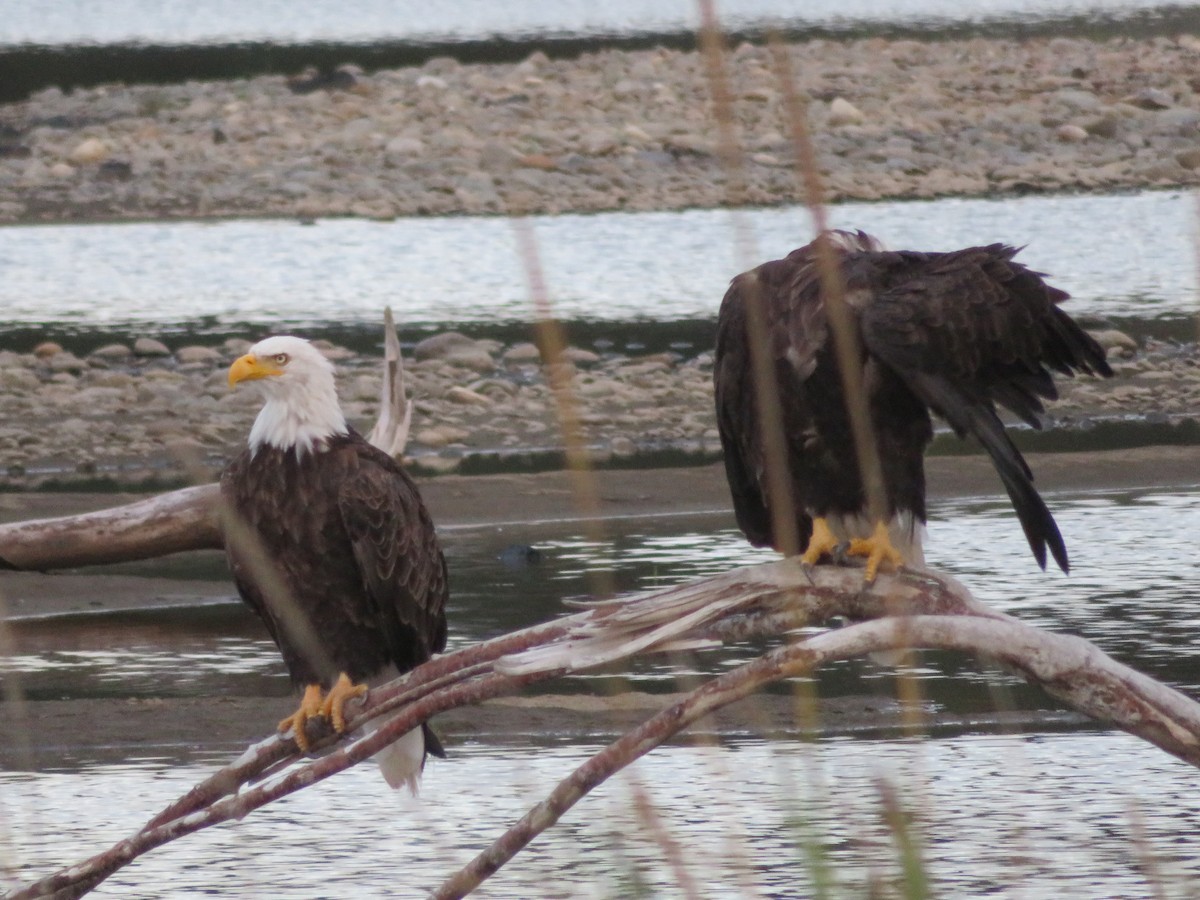 Bald Eagle - ML623272569