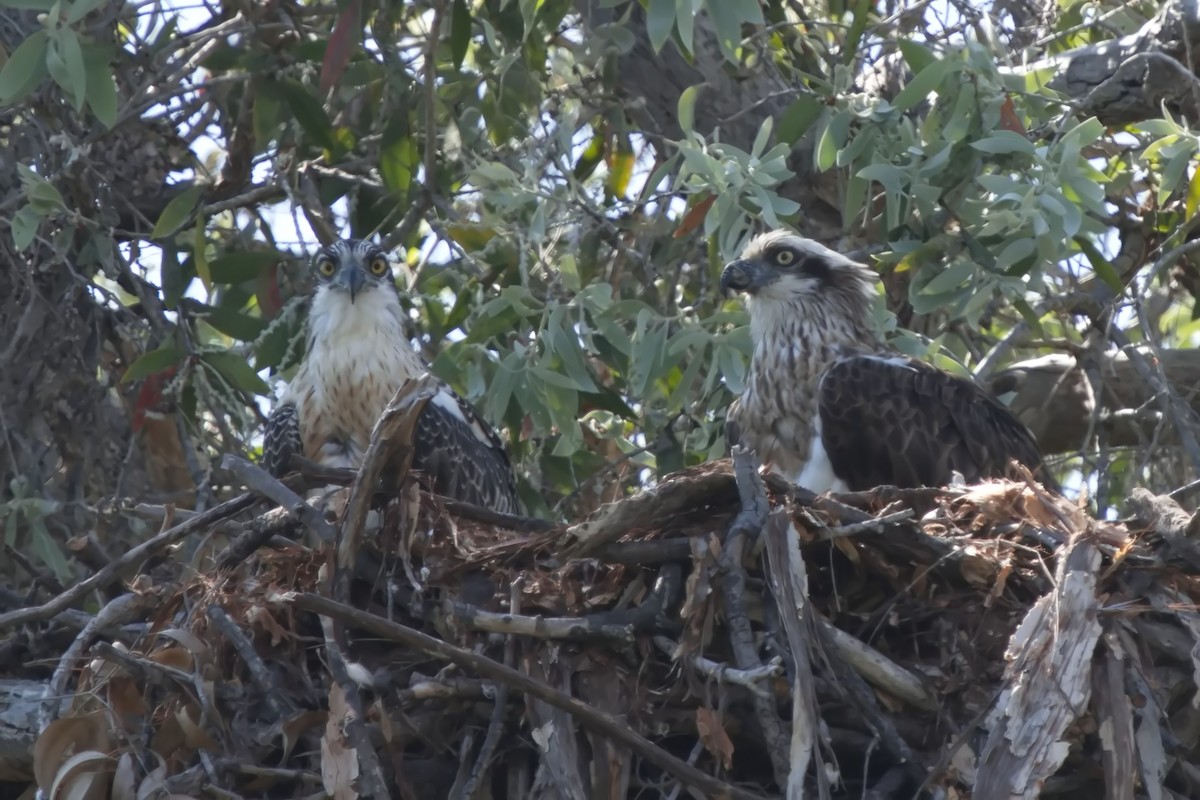 Osprey - ML623272570